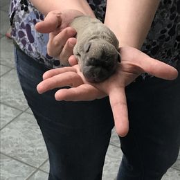 Boy 1 - French Bulldog puppy in Filer, Idaho from Antelope Springs Frenchies