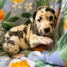 Diamond - Harlequin female Great Dane puppy in Jerusalem, Arkansas from Mara Danes