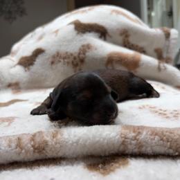 Harry - Red male Dachshund puppy in Miami, Florida from Haus Ernand Dachshunds