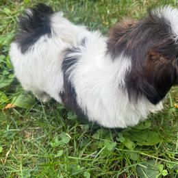 Tia - Sable and white female Shih Tzu puppy in Lakewood, Ohio from Purelyshihtzupups