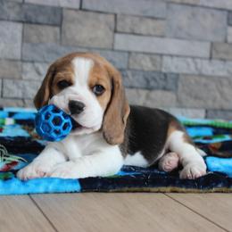 Danby - Black tan and white male Beagle puppy in Morrill, Kansas from Kelle Beagles