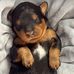 Pumkin Pie - Phantom female Goldendoodle puppy in Everett, Washington from Pawlydoodles