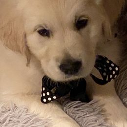 Golden Retriever and Jack Russell Terrier Puppies from Shelby Burleson's Golden Retrievers and Jack Russell Terriers