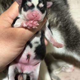 Girl 2 - Black and white female Pomsky puppy in Aberdeen, Idaho from Willow Creek Cresteds