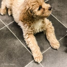 Goldendoodle Puppies from Coal Country Doodles
