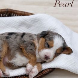 Girl 4 - Blue merle female Aussiedoodle puppy in Manteca, California from Silva Ranch Doodles