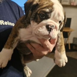 Bulldog Puppies from Magill's Bulldogs