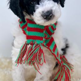 Cavapoos, Goldendoodles, and Poodles from Montana’s Best Doodles