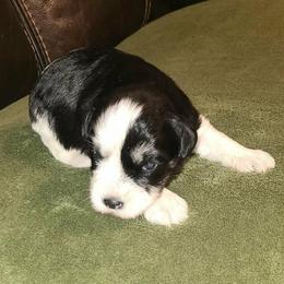 Tucker - Parti male Miniature Schnauzer puppy in Graham, Washington from Kristy's French Bulldogs & Mini Schnauzers
