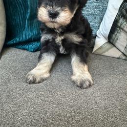Caree - Black and silver female Miniature Schnauzer puppy in Pearland, Texas from K & S Schnauzers