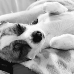 Chihuahua Puppies from Fine Whines & Lickers