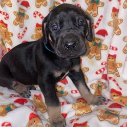 Kevin - Black male Great Dane puppy in Spartanburg, South Carolina from Pawlmetto Danes