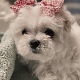 Maltese Puppies from T&C Maltese