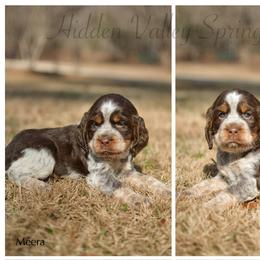 Meera - Tri-Roan female English Springer Spaniel puppy in Westminster, South Carolina from Hidden Valley Springers