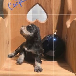 Cooper - Liver male Miniature Schnauzer puppy in Charleston, South Carolina from The Miniature Life