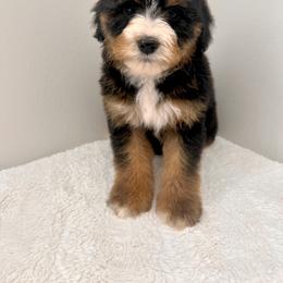 Aussiedoodle and Australian Shepherd Puppies from Junipersdoodles