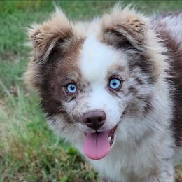 Slush reduced - Merle male Pomsky puppy in Gladstone, Virginia from Rustic Charms Miniature Huskys