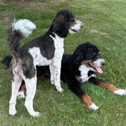 Mya - Bernedoodle