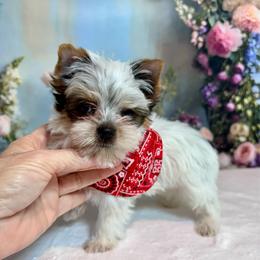 Boy 2500 - Parti male Yorkshire Terrier puppy in Nicholls, Georgia from Southeast Biewers