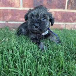 Jersey - Salt and pepper female Miniature Schnauzer puppy in Piedmont, Oklahoma from J&K's Miniature Schnauzers