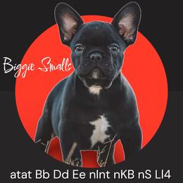 Biggie - Black male French Bulldog puppy in Baytown, Texas from Le Grande Bulldogs