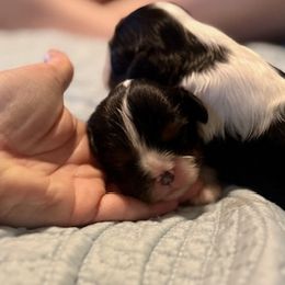 Tri Girl 2 - Tri-color female Cavalier King Charles Spaniel puppy in Creedmoor, North Carolina from Cavalier Obsession