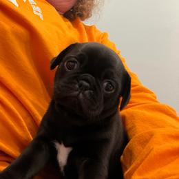 Gus - Pug