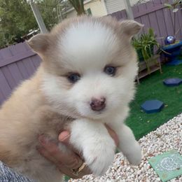 Lennon - Tri-color male Pomsky puppy in Spring Hill, Florida from PDQ Pomskies