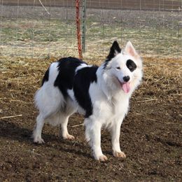 Molly - Border Collie