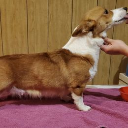 American Corgis and Pembroke Welsh Corgis from LOYAL T K9's CORGIS