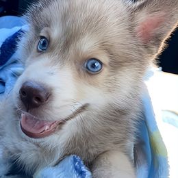 "Paco" Pomsky Puppies from The Posh & Pampered Pomsky