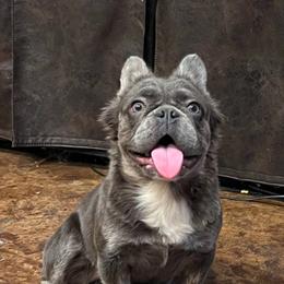 Azora Belle - Blue female French Bulldog puppy in St Clair, Michigan from Drea M Companion Puppies