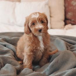 Goldendoodle Puppies from Peach and Honey Doodles