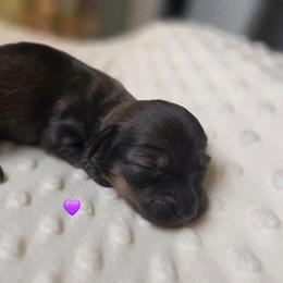 Roo - Red female Dachshund puppy in Tuscaloosa, Alabama from Watermelon Doxies
