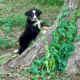 Miniature Australian Shepherds and Toy Australian Shepherds from Stockman Farms