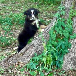 Miniature Australian Shepherds and Toy Australian Shepherds from Stockman Farms