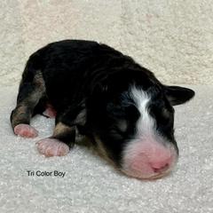 Black tri - male Australian Mountain Doodle puppy in Blue Springs, Missouri from Jeanie’s Doodles