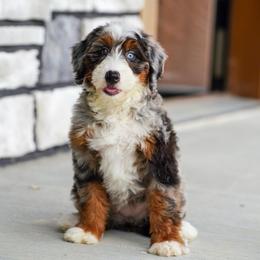 Monarch - Blue merle female Bernedoodle puppy in Dundee, Ohio from Down Home Doodle