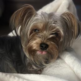 Karma - Yorkshire Terrier