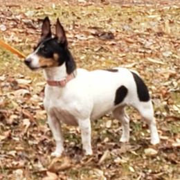 Tattle - Teddy Roosevelt Terrier