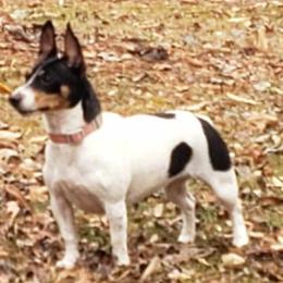 Tattle - Teddy Roosevelt Terrier