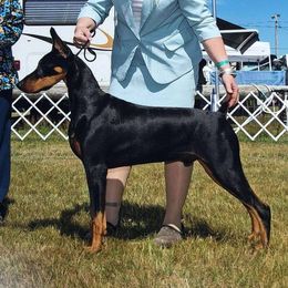 Doberman Pinschers from Tequilas