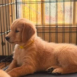 Golden Retriever Puppies from Barron’s Dan River Retrievers