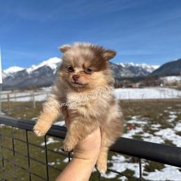 AKC Holly - Chocolate merle female Pomeranian puppy in Saint Ignatius, Montana from Pomeranians Montana