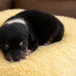 15 yellow collar - Black and tan female Pembroke Welsh Corgi puppy in Port Republic, Maryland from Bestfurends