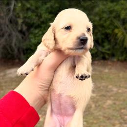 Pecan - Cream female Dachshund puppy in Sebring, Florida from Mini Weenies