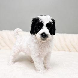 Johnny Appleseed - Black male Australian Labradoodle puppy in Springfield, Ohio from Dawson & Daryn's Royal Companions