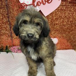 Jake - Brown merle male Aussiedoodle puppy in Marshall, Arkansas from Buffalo River Puppies