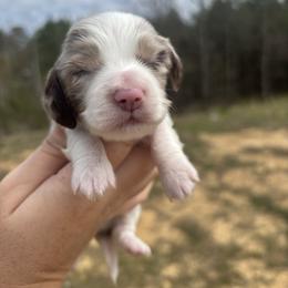 Nala X Marley AKC - Dapple male Dachshund puppy in Delano, Tennessee from Olive Branch Acres