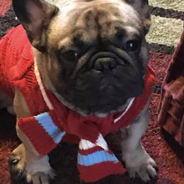 French Bulldogs from Teresa Wilson's French Bulldogs